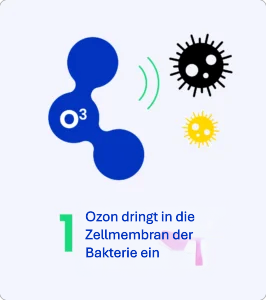 bakteerit-2-266x300 saksa